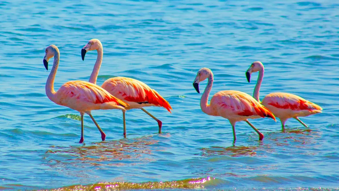 A family of flamingos walks gracefully along a South American shoreline, showcasing the region's unique wildlife for an unforgettable cruise vacation.