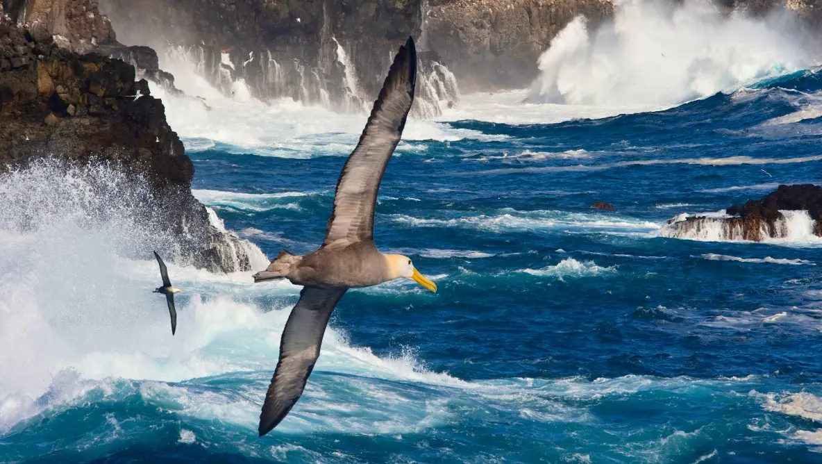 Powerful waves crash on Galapagos coastal rocks as a seabird soars, showcasing the raw beauty and iconic wildlife of an unforgettable cruise adventure