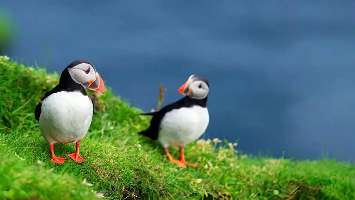 Two Atlantic puffins stand on a lush green hillside overlooking the deep blue ocean, capturing the serene coastal beauty of a transatlantic route.
