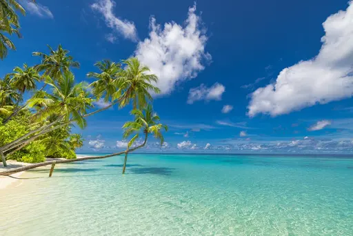 Vista de la isla de verano y cocoteros.
