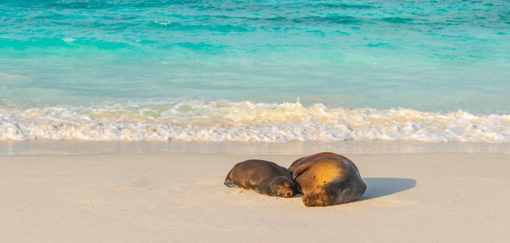 Dos focas descansando en una playa de arena blanca junto al mar turquesa