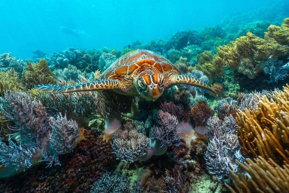 Tortuga verde en la gran barrera de coral