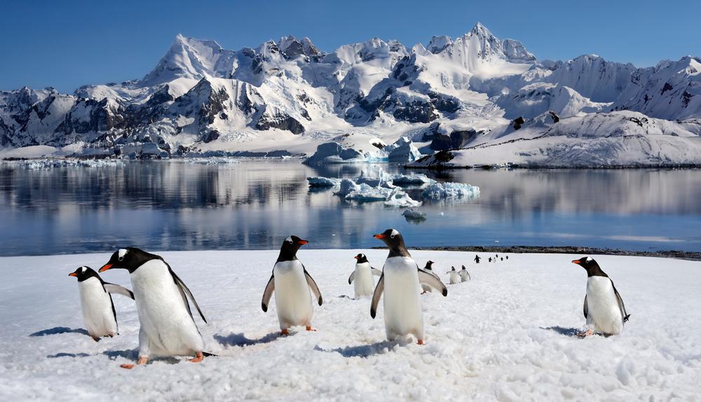 Pingüinos Gentoo (Pygoscelis papua) en la isla Danko en la Península Antártica en la Antártida.
