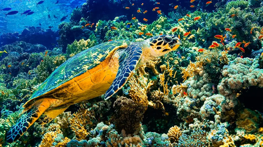 Una tortuga nadando en el océano con coral al fondo.