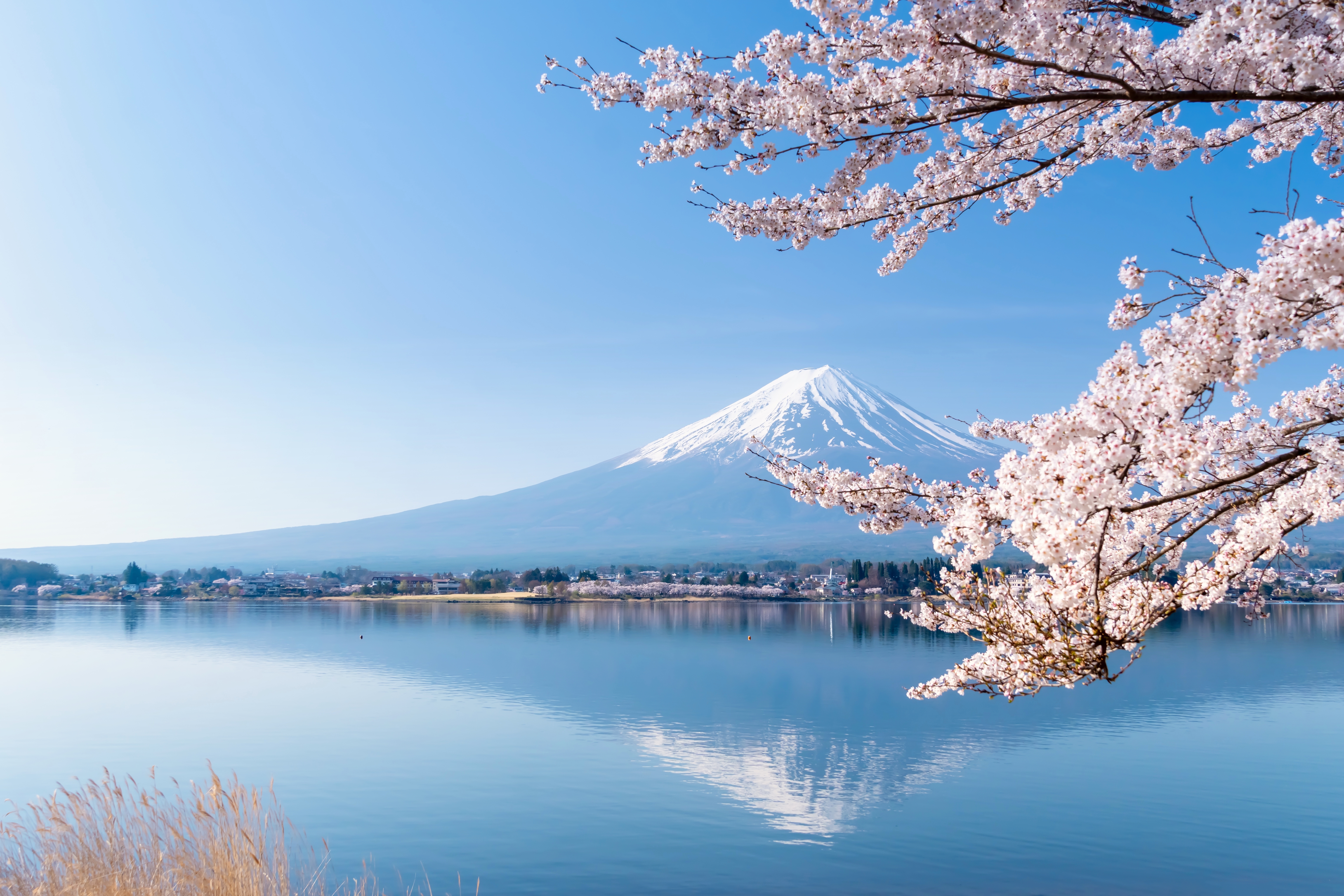 Mt. Fuji and cherry blossoms in full bloom, upside-down Fuji on the shore of Lake Kawaguchi