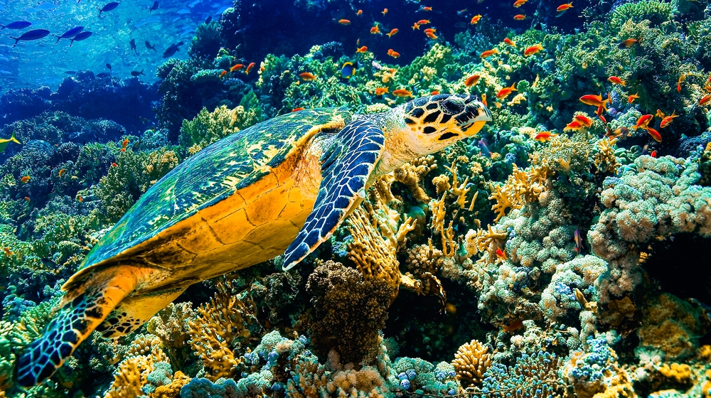 Una tortuga nadando en el océano con coral al fondo.