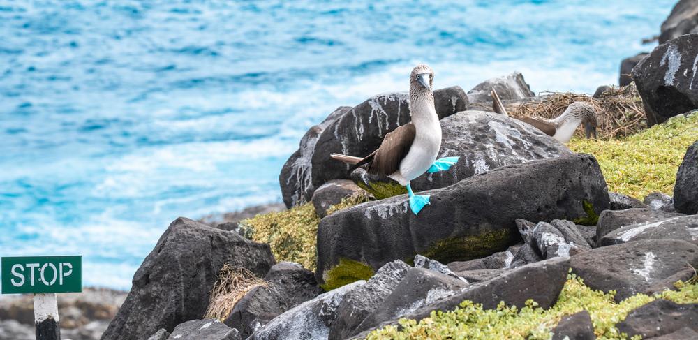 Danza de apareamiento de los piqueros de patas azules en Punta Suárez, Galápagos