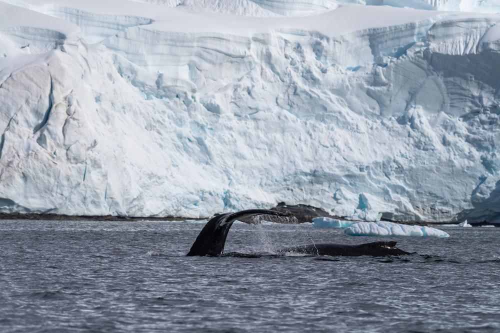 a diving humpback whale -Megaptera novaeangliae -in the foreground