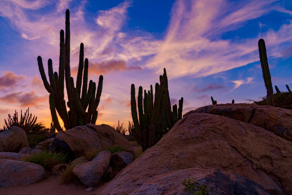 cactus plants at sunset on Aruba island in the Caribbean