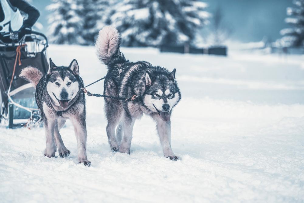 Dog-sledding with huskies at winter