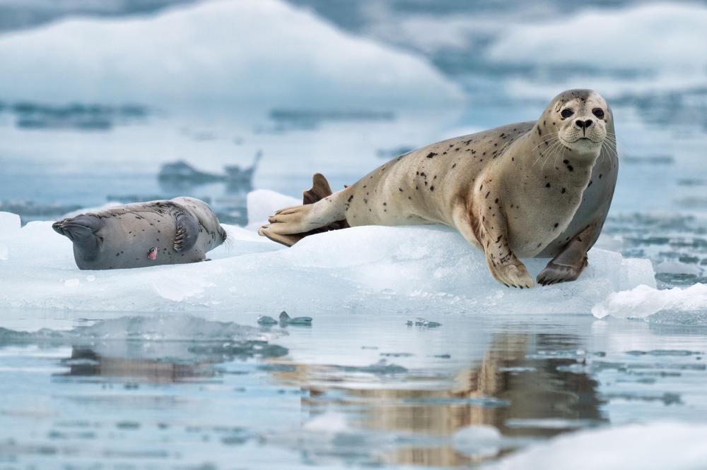 Two harbor seals amongst glacier ice flow in Kenai-Fjords National Park,Alaska