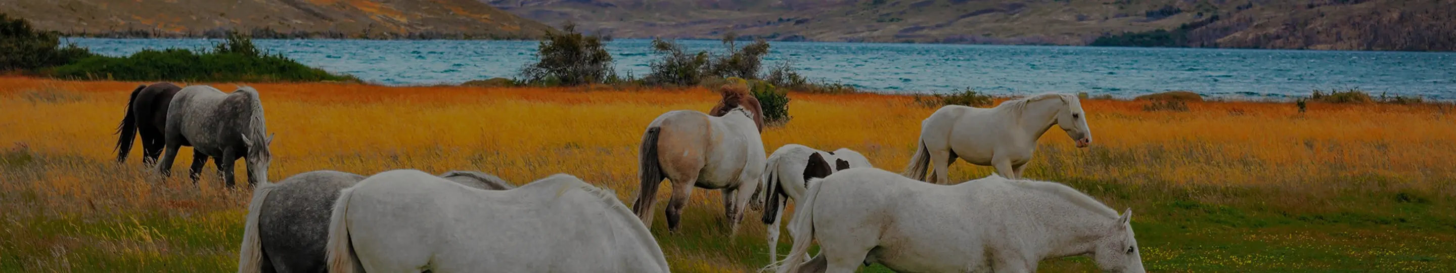 Animals grazing by autumn river.