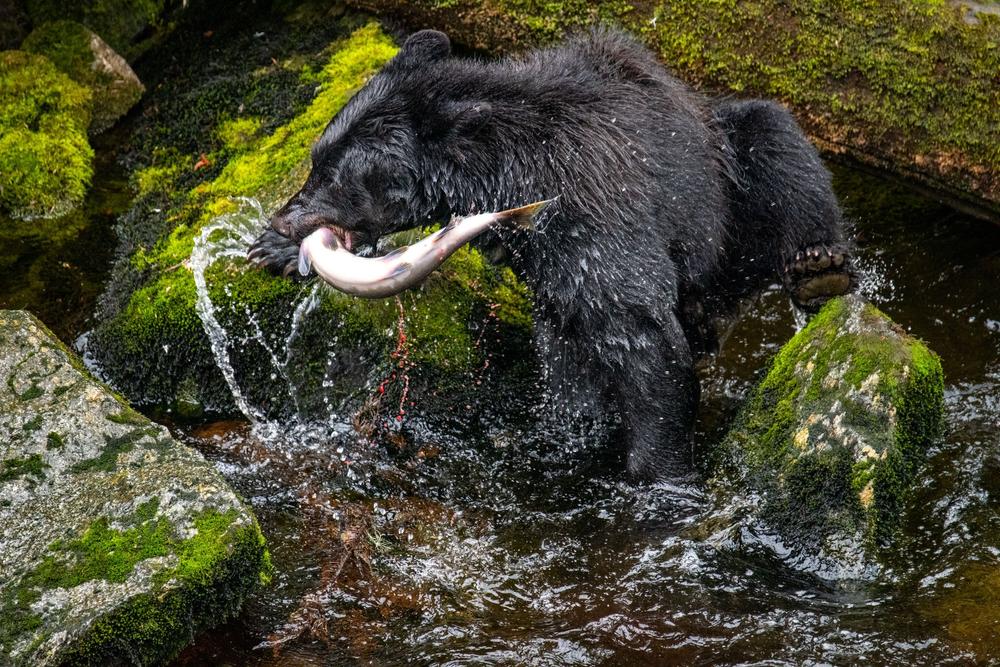 Ablack bear fishing salmon in the Anan Wildlife Observatory, Tongass National Forest
