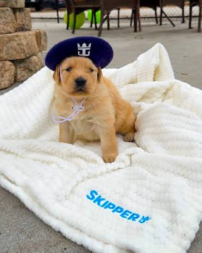 Skipper